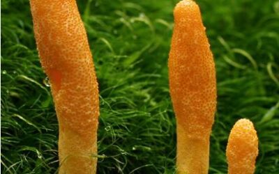 Kiseki 的冬虫夏草