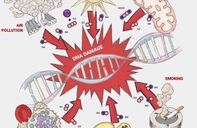 Kiseki 的发酵浆果