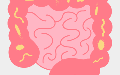 How Postbiotics Influence Probiotics in Our Gut