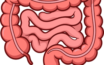 你很努力——但你的肠道有和你并肩作战吗？
